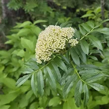Cluster of small white flower buds on a green leafy branch with a background of dense green foliage