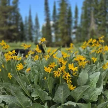 cluster of yellow wildflowers with large green leaves in a meadow with tall pine trees and blue sky in the background