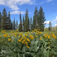 dense cluster of yellow wildflowers with large green leaves in front of tall pine trees under a partly cloudy blue sky