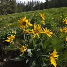 Cluster of bright yellow wildflowers with green leaves in a sunlit meadow under a partly cloudy sky