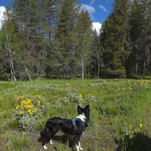 black and white dog wearing a blue harness standing in a green meadow with yellow and purple wildflowers and a forest in the background