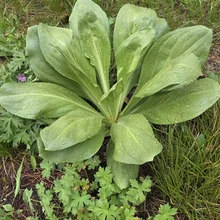 Green leafy plant with broad leaves covered in water droplets surrounded by grass and smaller plants