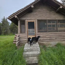 Two black and white dogs standing on concrete steps in front of a rustic wooden cabin surrounded by green grass