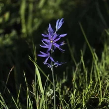 single purple wildflower with narrow petals growing among green grass