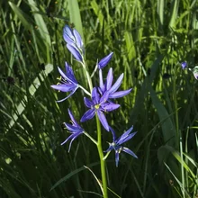 tall stem with clusters of small purple flowers with long petals and yellow stamens surrounded by green grass