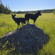 Two black and white dogs standing on a large rock in a sunlit grassy field with trees in the background