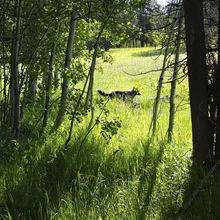 Black dog running through a sunlit grassy meadow surrounded by trees