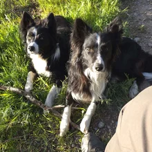 Two black and white dogs lying on grass near a person's shoe and leg