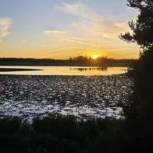 Sunset casting golden light over a calm lake surrounded by trees and aquatic plants