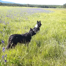 Two black and white dogs standing alert in a green meadow with purple wildflowers and a forest in the distance