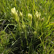 clusters of small pale yellow wildflowers growing among dense green grass