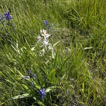 Cluster of white and purple wildflowers growing among green grass