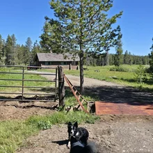 Black and white dog standing on a dirt path near a metal gate with a log cabin and trees in the background under a clear blue sky
