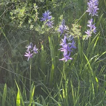 Clusters of small purple wildflowers growing among tall green grass and leafy shrubs