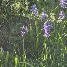 Cluster of purple wildflowers with long green leaves growing among tall grass and shrubs