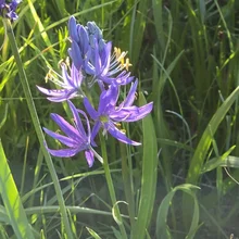 Purple wildflowers with yellow-tipped stamens growing among tall green grass in sunlight