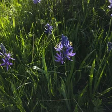 Purple wildflowers growing among tall green grass in sunlight