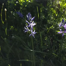Thin purple flowers with slender petals growing among green grass and foliage in dappled sunlight