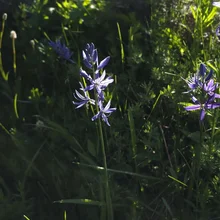 purple wildflowers with delicate petals growing among green grass and plants in natural sunlight