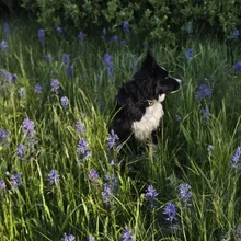 black and white dog sitting alert in a field of tall green grass and purple wildflowers with dense green bushes in the background