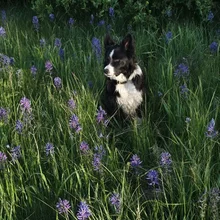 black and white dog sitting among tall green grass and purple wildflowers