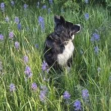 Black and white dog sitting among tall green grass and scattered purple flowers