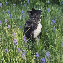 black and white dog sitting in a field of tall green grass and purple wildflowers, looking upwards