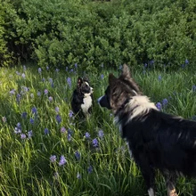 Two black and white dogs among tall grass and purple wildflowers with dense green bushes and trees in the background