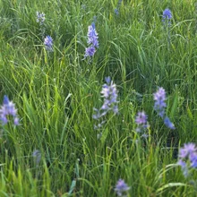 tall green grass with scattered purple wildflowers