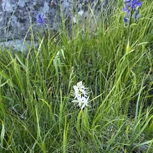 Delicate white and blue wildflowers growing among tall green grass with a large rock in the background