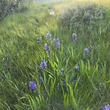 Tall green grass with clusters of small purple wildflowers in a sunlit meadow