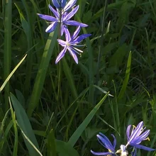 Delicate purple flowers with yellow-tipped stamens growing among green grass and leaves