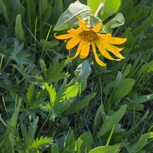 Yellow wildflower with elongated petals among green grassy leaves