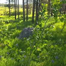 young leafy tree with round green leaves in a sunlit forest clearing with grass and scattered purple wildflowers