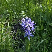 Tall purple wildflower with yellow-tipped stamens growing among green grass and foliage