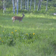 Brown deer walking through a sunlit meadow with yellow flowers and white birch trees in the background