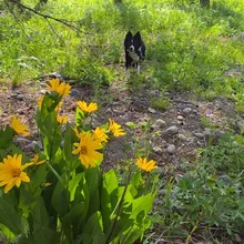Yellow wildflowers in the foreground with a black and white dog standing among greenery near a riverbank with trees