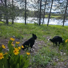 Two black and white dogs near yellow wildflowers on a rocky, grassy shore with trees and a lake in the background
