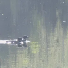 Two ducks swimming side by side on a calm, reflective body of water