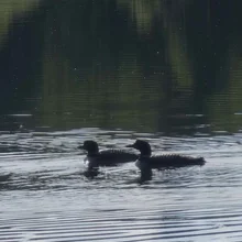 Two dark-colored water birds with white markings swimming close together on rippled water