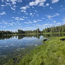 Two black and white dogs near the grassy edge of a calm lake reflecting a partly cloudy blue sky and surrounded by trees
