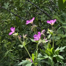 Delicate purple flowers with green leaves surrounded by dense green foliage and branches
