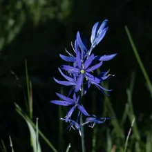 Tall stem with narrow, bright blue flowers against a dark, blurred background