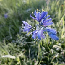 Delicate blue flower with thin petals and yellow tips surrounded by green grass