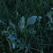 Various green plants and grasses with some larger fuzzy leaves in low light