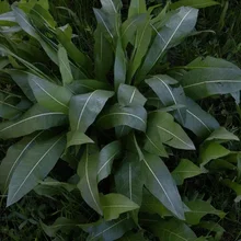 Cluster of broad green leaves with prominent white veins growing close to the ground among grass