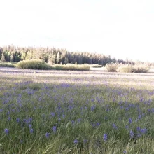 Field covered with purple wildflowers extending towards a distant forest under a bright sky