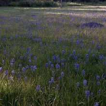field with numerous tall purple wildflowers scattered among green grass under soft sunlight