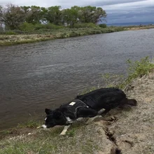black and white dog resting on grass near a river with trees and cloudy sky in the background