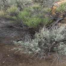 Dense, dry shrubs and sandy soil in a natural, arid landscape